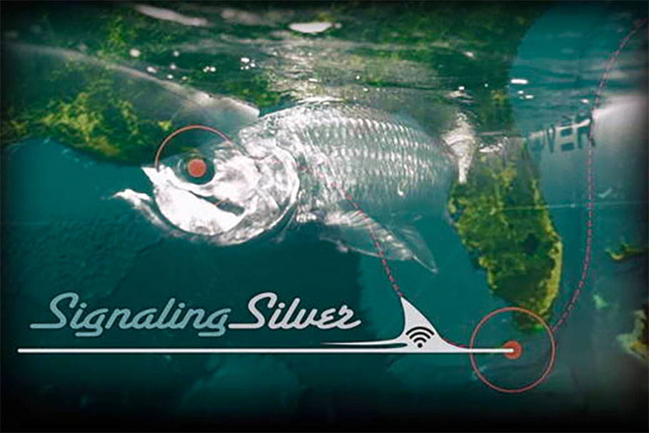 Signaling Silver v1