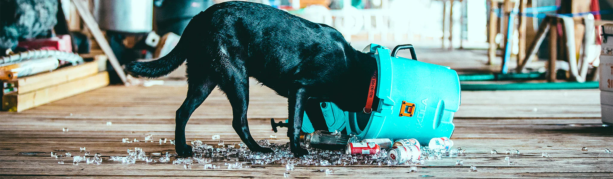 Black dog with head inside turquoise KULA cooler tipped over on a wooden dock with ice scattered.